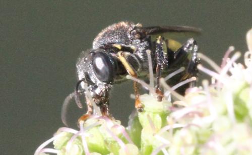 Oxybelus mucronatus